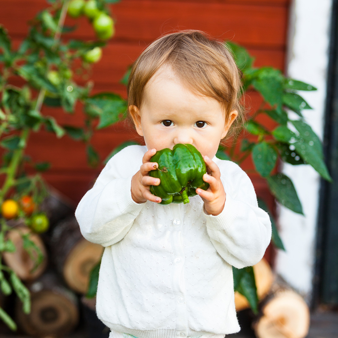 Banner baby eating bellpepper